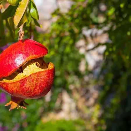 Tatil Evi Mary Ložišće