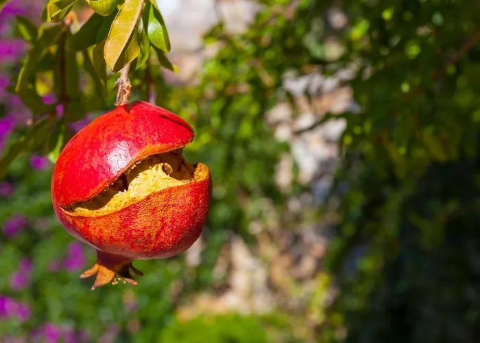 בית נופש Mary Ložišće
